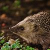 Hedgehog Friendly Seeds